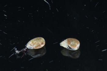 Media type: image;   Malacology 393728 Description: live specimen;